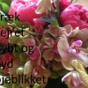 Intuitionens kraft træk og nyd